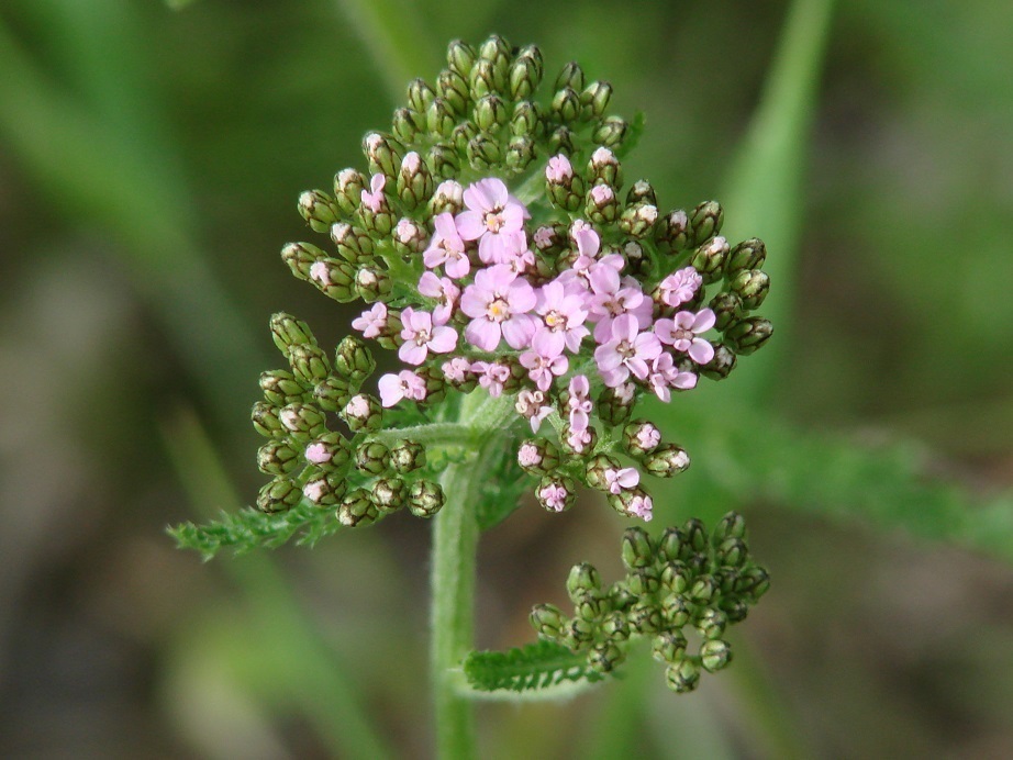 Изображение особи Achillea asiatica.