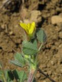 Medicago rigidula