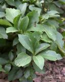 Pachysandra terminalis