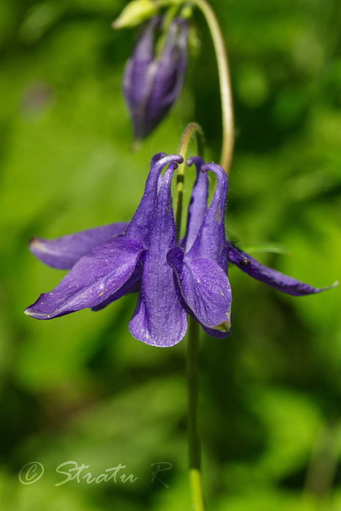 Image of Aquilegia vulgaris specimen.