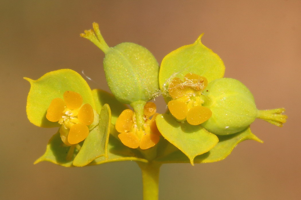 Изображение особи Euphorbia seguieriana.