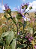 Aster ibericus