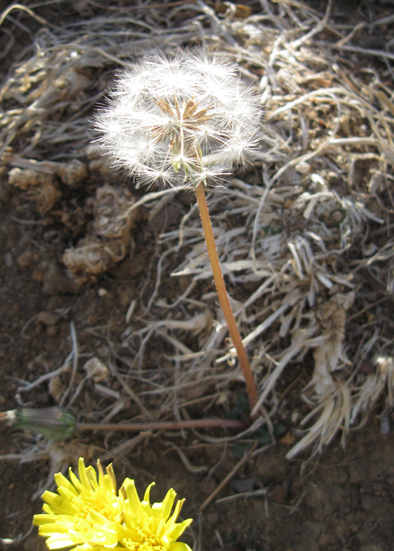 Изображение особи Taraxacum hybernum.