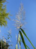 род Phragmites