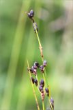 Juncus atrofuscus. Верхушки побегов с соплодиями. Мурманская обл., с. Княжая Губа, побережье Кандалакшского зал. Белого моря, каменистая супралитораль. 26.07.2015.