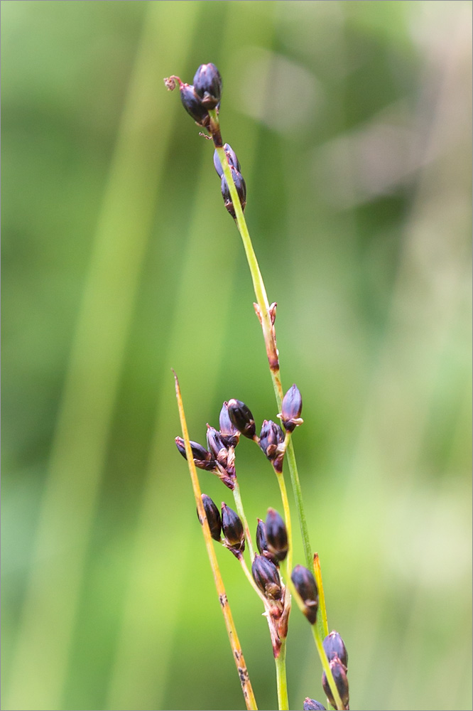 Изображение особи Juncus atrofuscus.