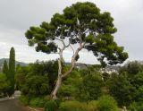 Pinus halepensis