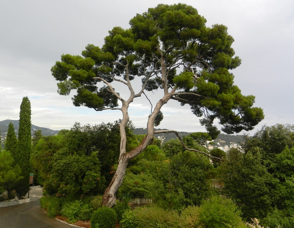 Изображение особи Pinus halepensis.