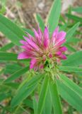 Trifolium lupinaster