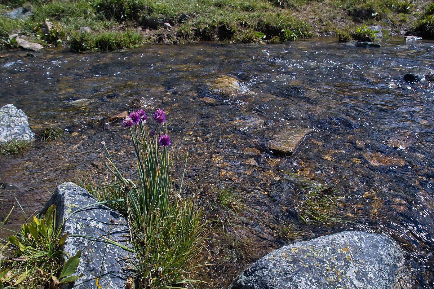 Изображение особи Allium schoenoprasum.