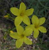 Linum ucranicum. Цветки. Белгородская обл., Губкинский р-н, запов. «Белогорье», Ямская степь. 14 июня 2009 г.