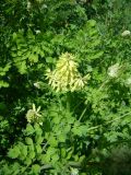 Corydalis semenowii