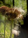 Cirsium heterophyllum. Верхушки побегов с соплодиями. Средний Урал, Пермский край, Добрянский р-н, 5 км от ст. Ярино, опушка смешанного леса, давно заброшенный садовый участок. 27 июля 2015 г.