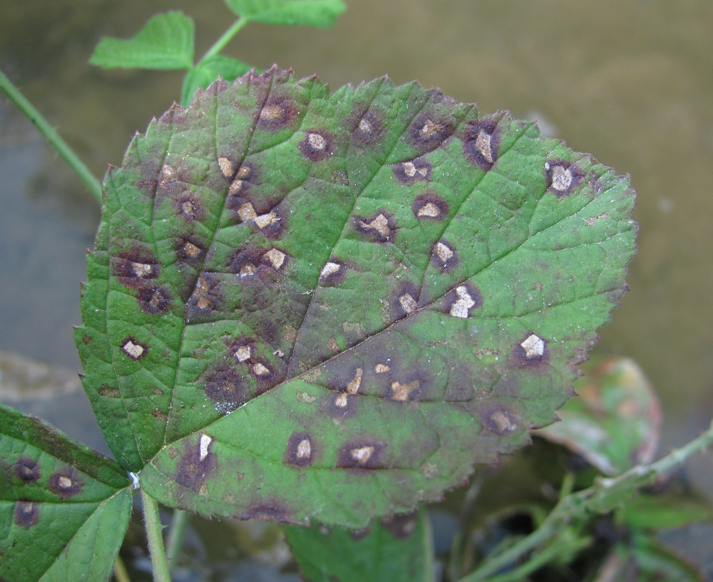 Изображение особи Rubus caesius.