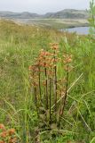 Pedicularis sceptrum-carolinum. Отцветшее растение на мезотрофном висячем травяном болоте. Мурманская обл., Кольский р-н, окр. пос. Дальние Зеленцы, окр. Столбового озера, склон сопки восточной экспозиции. 25.07.2016.