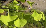 Ginkgo biloba. Ветвь. Украина, г. Луганск, ул. 3-я Донецкая, в уличном озеленении. 24.05.2017.