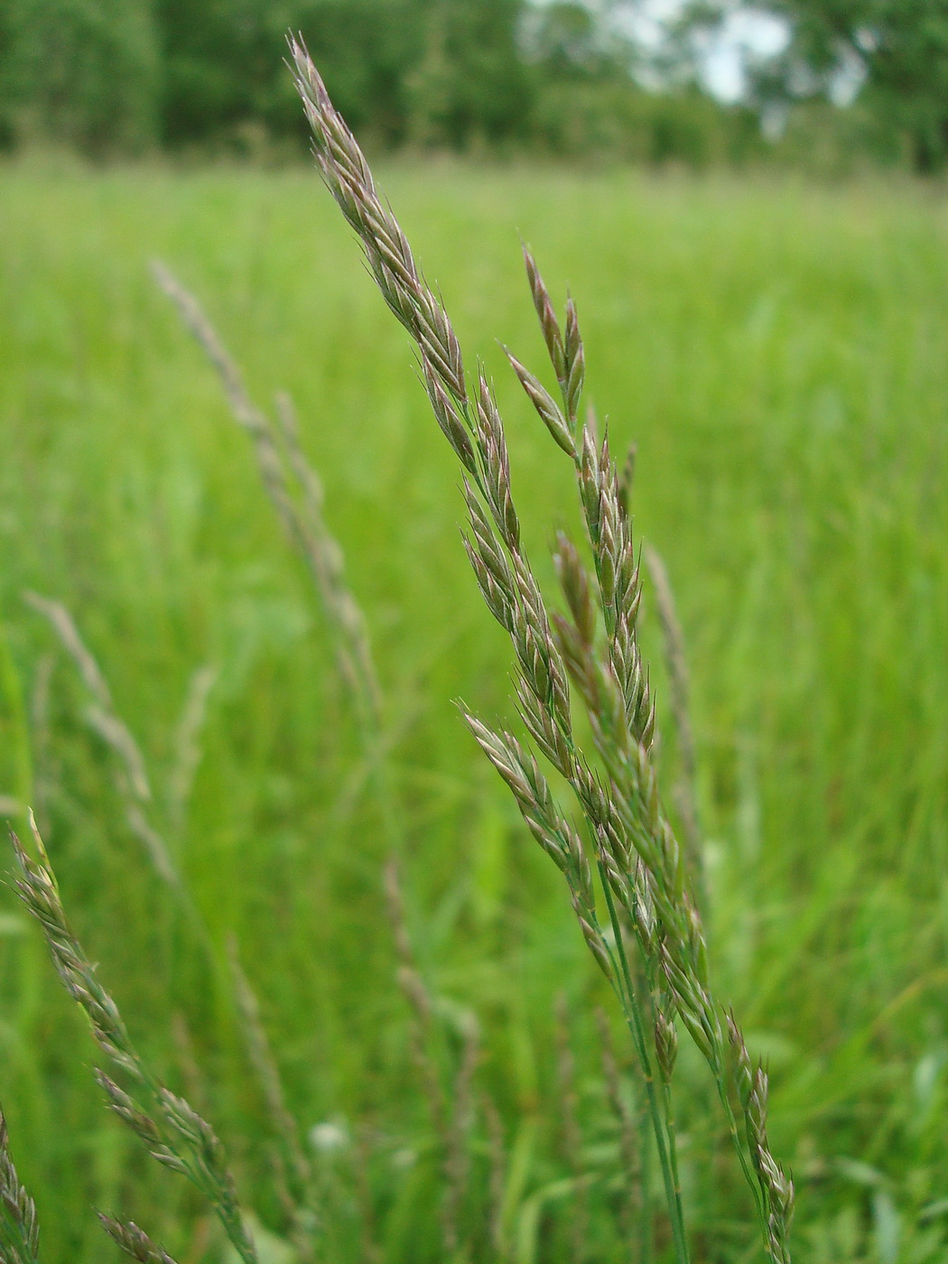 Изображение особи род Festuca.