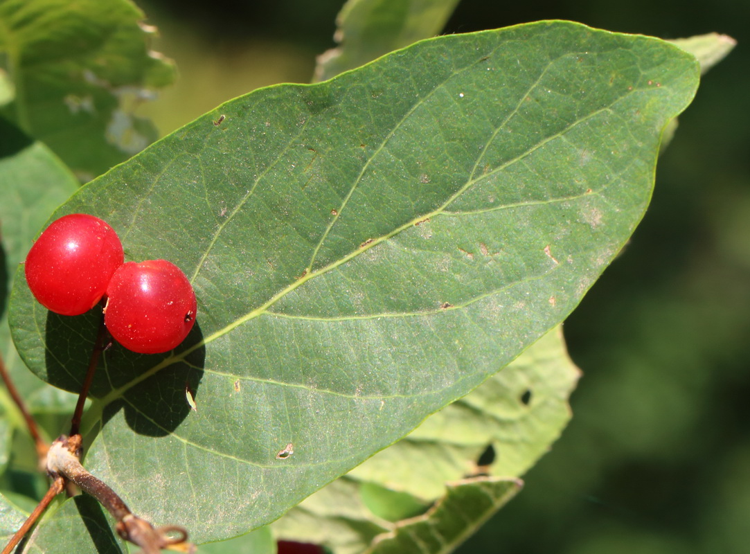 Изображение особи Lonicera tatarica.