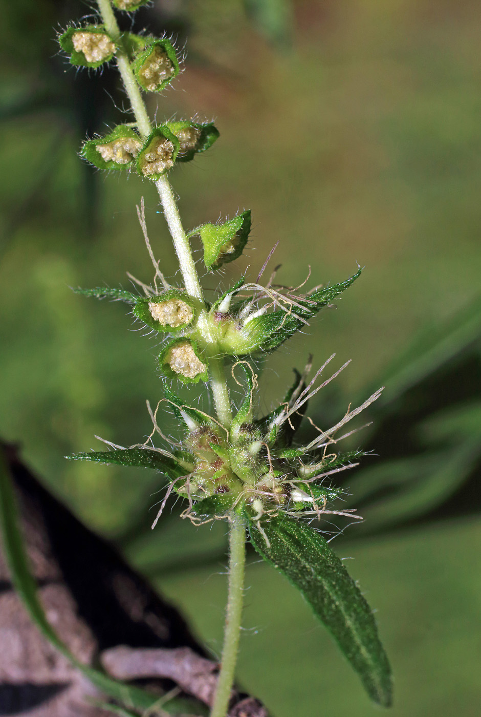 Изображение особи Ambrosia artemisiifolia.