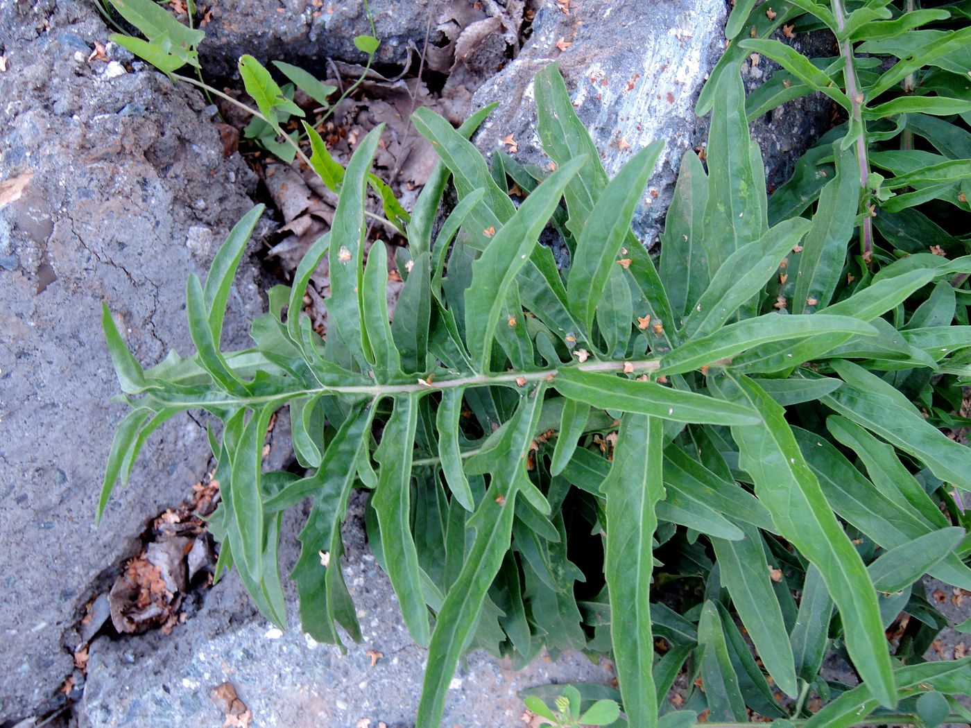 Image of Centaurea scabiosa specimen.