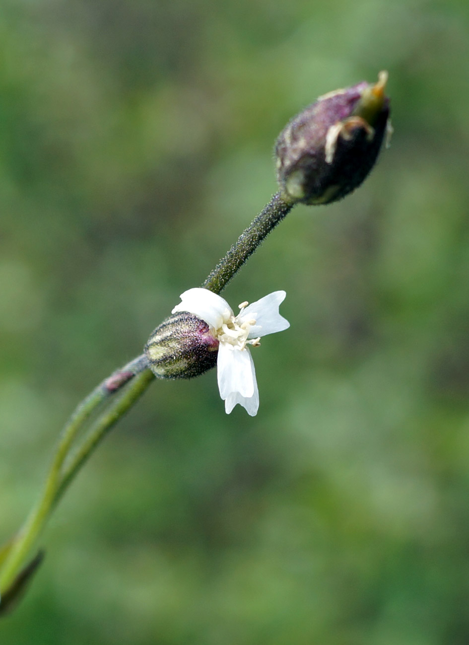 Изображение особи Gastrolychnis pauciflora.