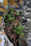 Asplenium ruta-muraria