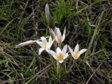 Crocus reticulatus. Цветущие растения. Днепропетровская обл., балка в верховьях р. Мокрая Сура.