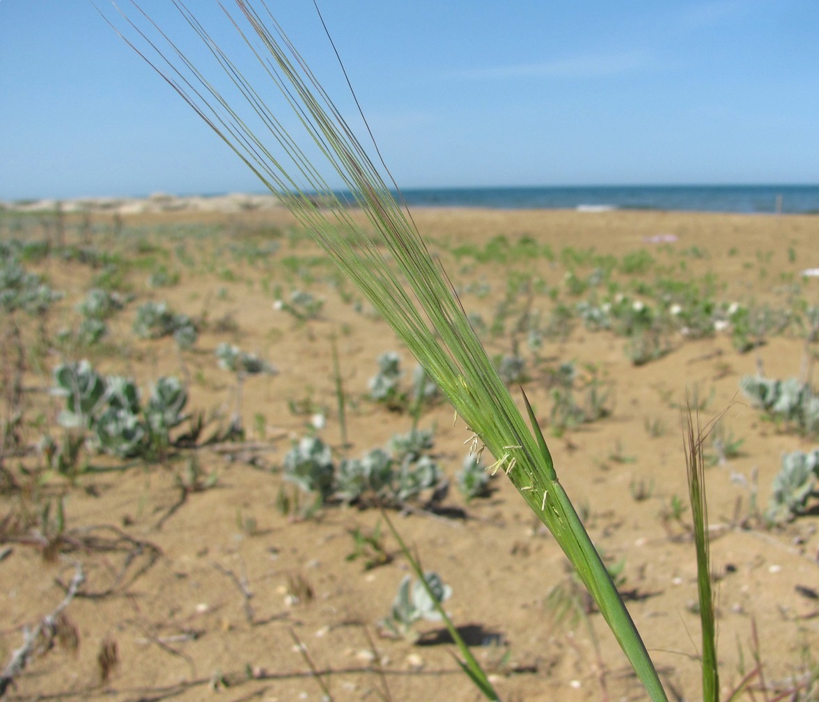 Изображение особи семейство Poaceae.