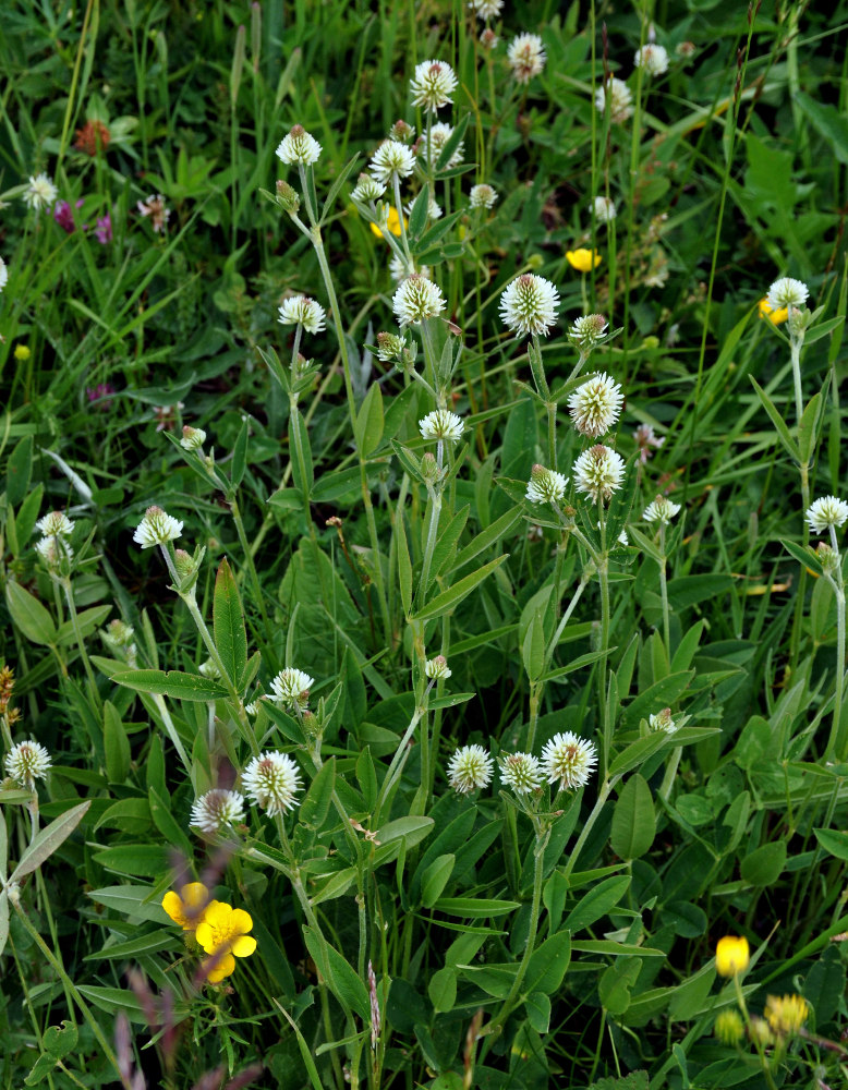 Изображение особи Trifolium montanum.