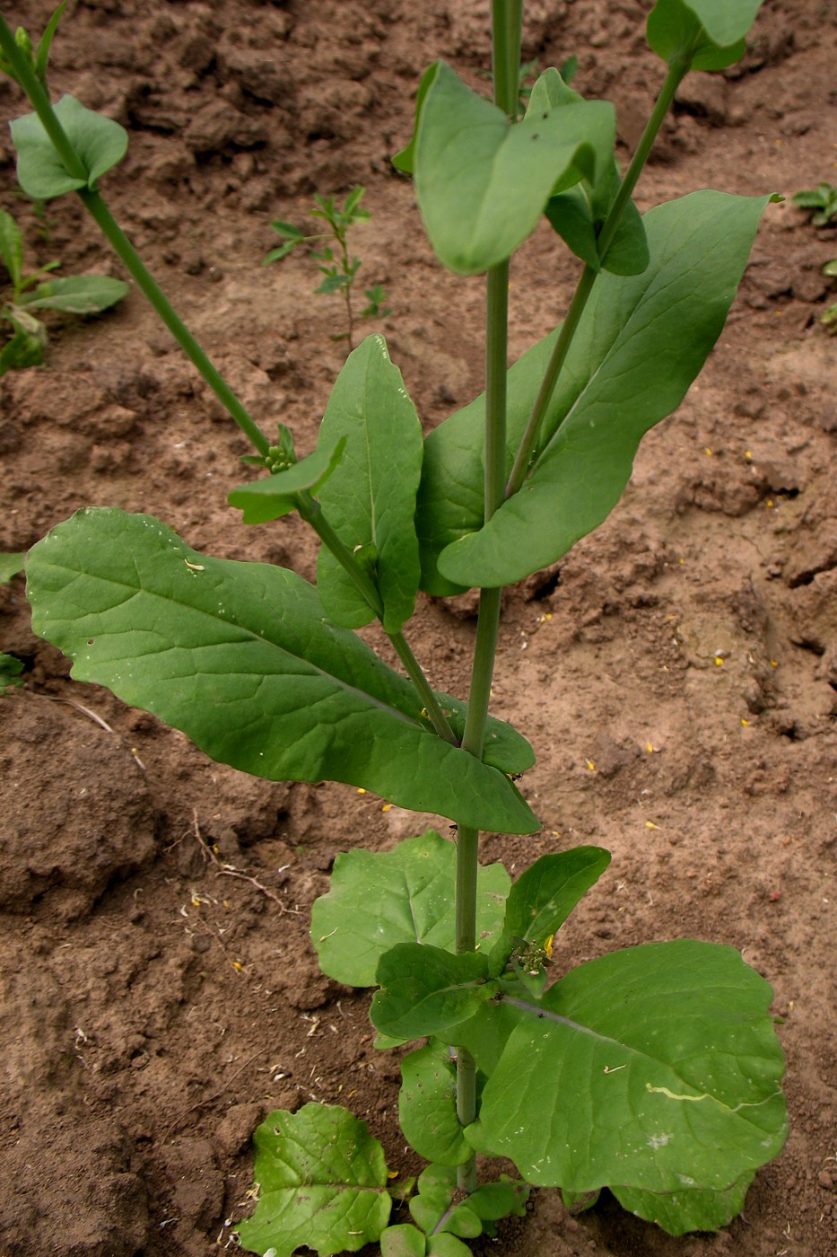 Изображение особи Brassica campestris.