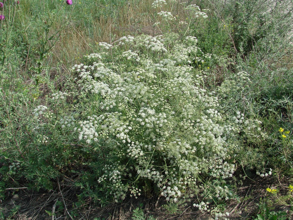 Изображение особи семейство Apiaceae.