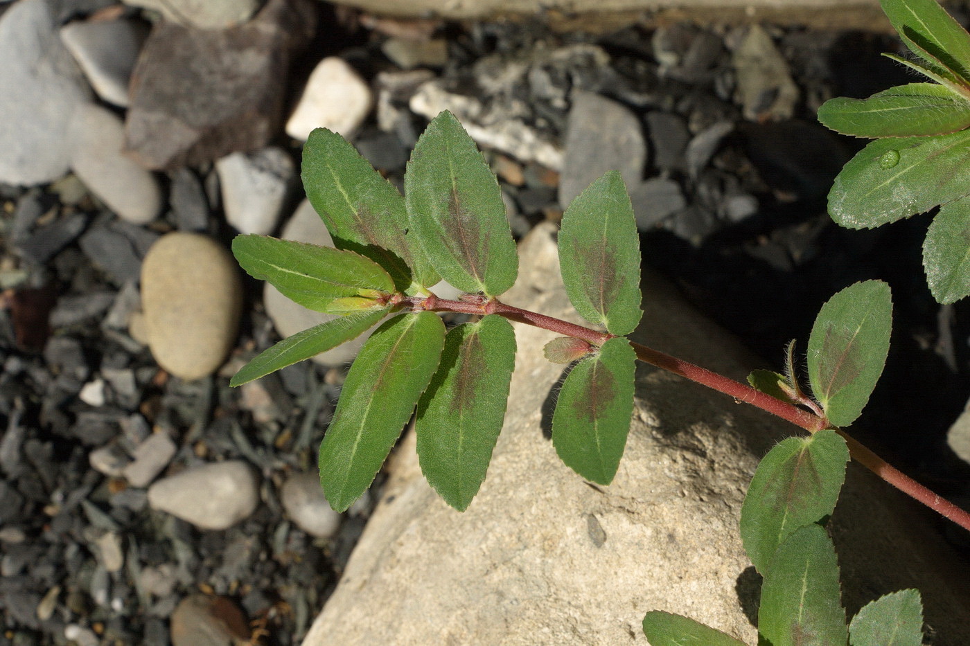 Изображение особи Euphorbia nutans.