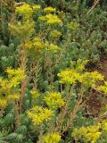 Sedum reflexum