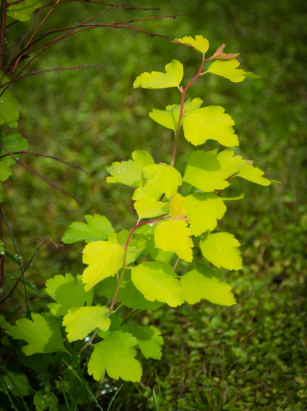 Изображение особи Spiraea &times; vanhouttei.