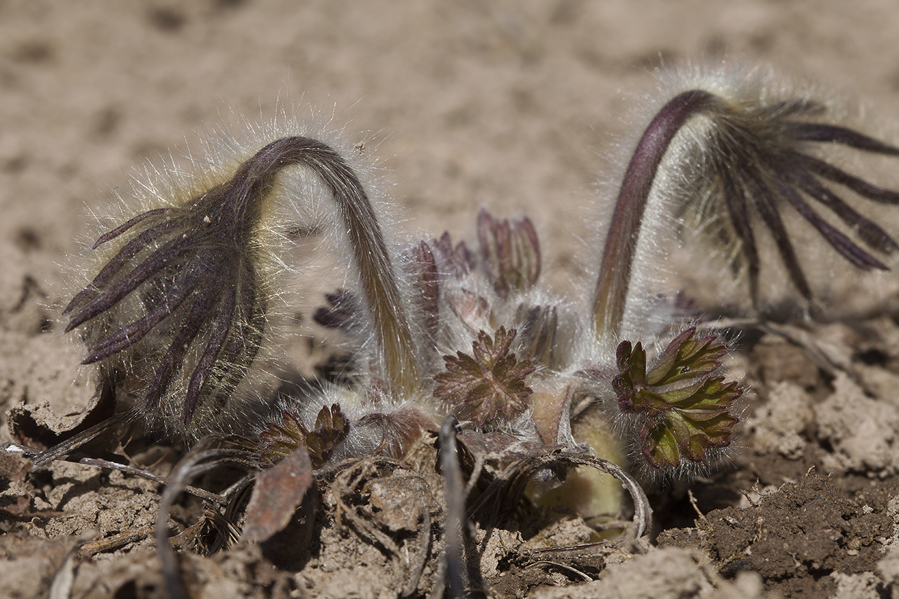 Изображение особи Pulsatilla tatewakii.