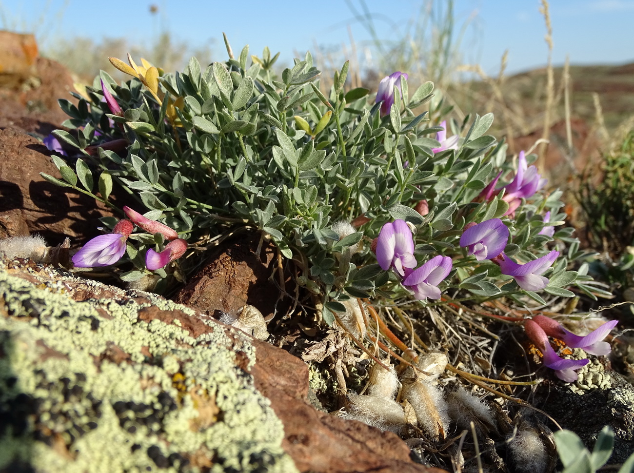 Изображение особи Astragalus kasachstanicus ssp. coloratus.