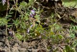 Vicia biennis