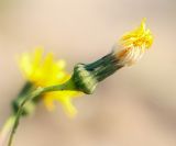 Sonchus подвид uliginosus