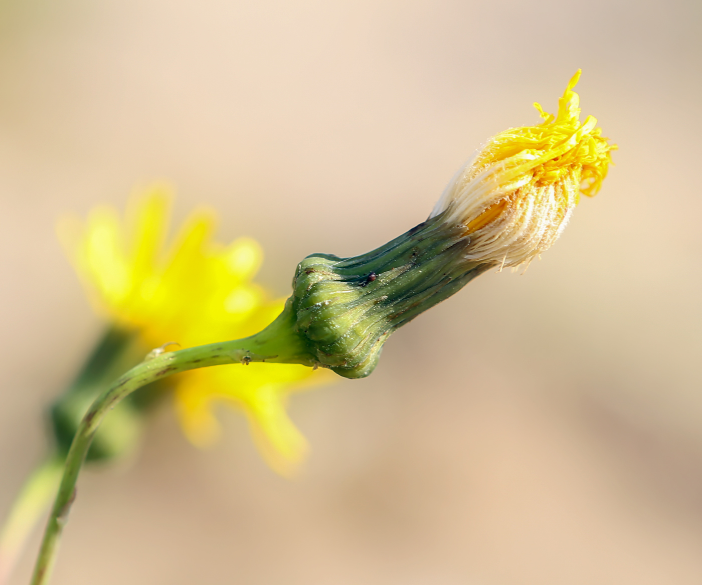 Изображение особи Sonchus arvensis ssp. uliginosus.