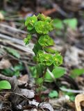 Euphorbia savaryi. Цветущее растение. Приморский край, окр. г. Владивостока, широколиственный лес. 29.04.2020.