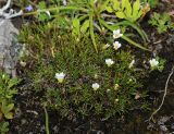 Minuartia arctica