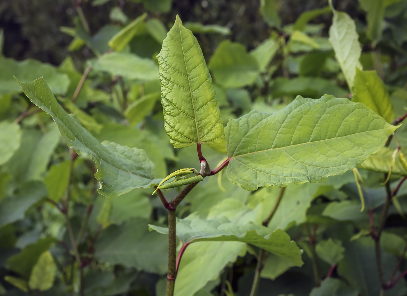 Изображение особи Reynoutria japonica.