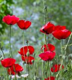 Papaver orientale