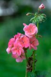 Pelargonium hortorum