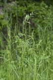 Vicia angustifolia