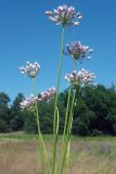 Allium angulosum