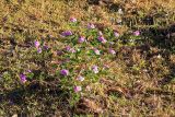 род Catharanthus