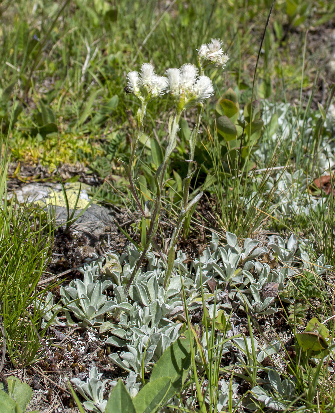 Изображение особи Antennaria caucasica.