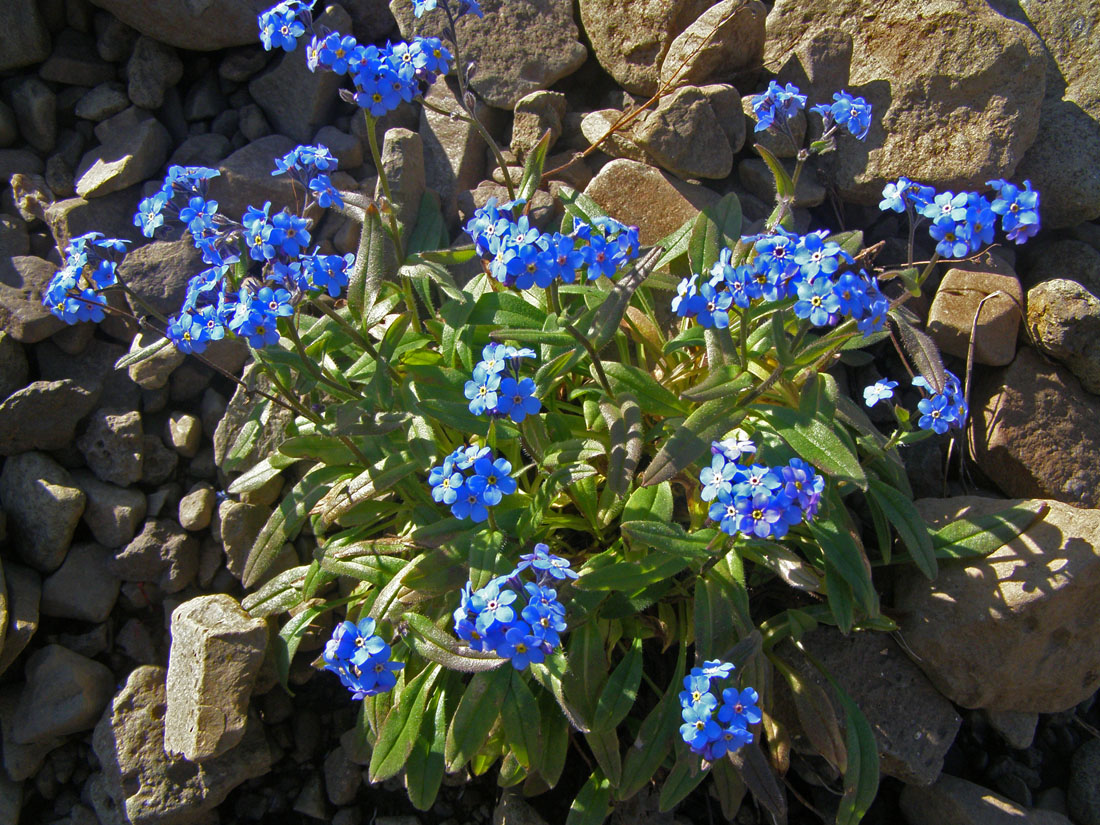 Изображение особи Myosotis asiatica.