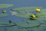 Nuphar lutea. Цветущие и плодоносящие растения. Воронежская обл., Новохопёрский р-н, окр. с. Некрылово. 14.06.2009.